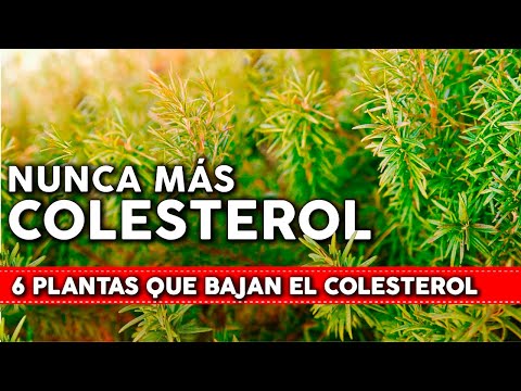 Como bajar el colesterol malo con hierbas naturales
